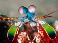 受螳螂虾武器的启发，科学家开发更坚固3D打印结构